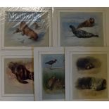 A Thornburn - Prints Featuring Seals, others, Birds mounted ready for framing 40 x 35cm (5)