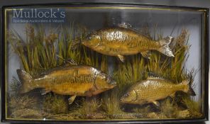 Extremely rare J Cooper & Sons 28 Radnor Street multiple case of three preserved Carp dated 1902 -