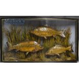 Extremely rare J Cooper & Sons 28 Radnor Street multiple case of three preserved Carp dated 1902 -