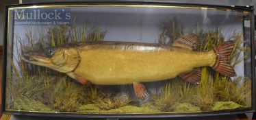 Early J Cooper & Sons 28 Radnor Street preserved Pike dated 1878 - mounted in glass bow fronted case