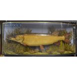 Early J Cooper & Sons 28 Radnor Street preserved Pike dated 1878 - mounted in glass bow fronted case