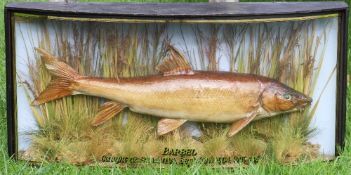 Preserved Barbel dated 1904 - mounted in glass bow fronted case with period J Cooper & Sons 28