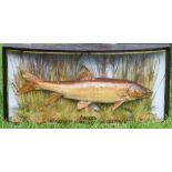 Preserved Barbel dated 1904 - mounted in glass bow fronted case with period J Cooper & Sons 28