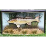 Barry Williams Taxidermist preserved Zander dated 1998 – mounted in glass bow fronted case c/w paper