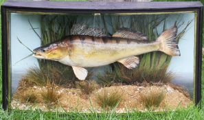Barry Williams Taxidermist preserved Zander dated 1998 – mounted in glass bow fronted case c/w paper