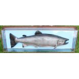 Eric T Parry, Taxidermist, Shropshire – large modern cast salmon mounted against blue back board