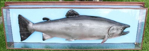 Eric T Parry, Taxidermist, Shropshire – large modern cast salmon mounted against blue back board