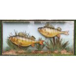 Pair of Preserved Perch – mounted in flat glass case with pale blue back board c/w gilt