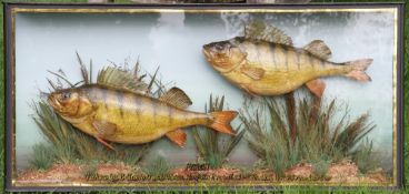Pair of Preserved Perch – mounted in flat glass case with pale blue back board c/w gilt