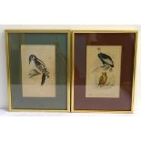 FOUR 19th CENTURY COLOUR BOOKPLATES of birds, 21cm x 13.5cm, in later frames