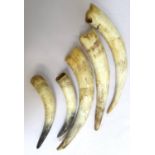FIVE COW HORNS of varying lengths and size (5)