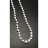 GRADUATED PEARL NECKLACE with white gold clasp marked '765', 52cm long