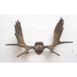 20TH CENTURY NORTH AMERICAN MOOSE ANTLERS with fifteen points, mounted on a shaped shield, 113cm
