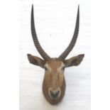 TAXIDERMY MOUNTED LARGE AFRICAN ANTELOPE head and neck with twisted shaped horns, 112cm high