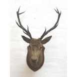 TAXIDERMY MOUNTED RED STAG head and neck with twelve points, mounted on a shaped oak shield