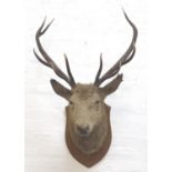 TAXIDERMY MOUNTED RED STAG head and neck with ten points, mounted on a shaped oak shield marked '-