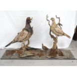 EARLY 20TH CENTURY TAXIDERMY COCK AND HEN CAPERCAILLIE mounted in a naturalistic setting on