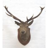 TAXIDERMY MOUNTED RED STAG head and neck with twelve points, mounted on a shaped oak shield, 95cm