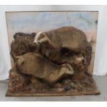 EARLY 20TH CENTURY TAXIDERMY BADGERS mounted in a naturalistic setting, one with a snarling open