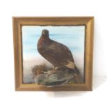 EARLY 20TH CENTURY TAXIDERMY RED GROUSE mounted in a naturalistic setting on a rocky outcrop,