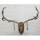 REINDEER ANTLERS and skull mounted on an oak shaped shield, 101cm wide