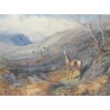 ARCHIBALD THORBURN Overlooked Roe deer, limited edition print 424/500, label to verso, 38.5cm x 50.