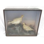 TAXIDERMY COCK AND HEN WINTER GROUSE in a naturalistic setting in a glass case, 48cm x 58.5cm