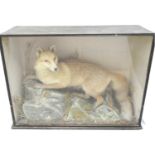 TAXIDERMY STUDY OF A FOX in a naturalistic setting glass case with a trade label 'Preserved by W.