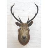 TAXIDERMY MOUNTED RED STAG head and neck with nine points, mounted on a shaped oak shield