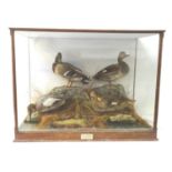 TAXIDERMY STUDY OF FOUR DUCKS in a naturalistic setting glass case, bearing a label 'A stalk at