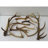 SELECTION OF ASSORTED DEER ANTLERS of varying sizes and species