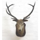 TAXIDERMY MOUNTED RED STAG head and neck with eleven points, mounted on a shaped oak shield, 75cm