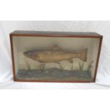 EDWARDIAN TAXIDERMY BROWN TROUT in a glass display case with the legend 'Caught by Macpherson in