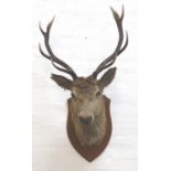 TAXIDERMY MOUNTED RED STAG head and neck with twelve points, mounted on a shaped oak shield,