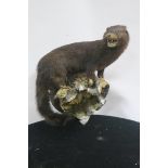 A STUFFED MINK shown standing on a branch on an oval wall mounted plaque