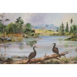 GAY POWER Cormorants, Portumna,