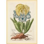 Antique Botanical Prints , "Iris Susiana" and "Iris Susiana & Iris Atropurpurea", 2 hand-colored