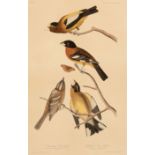 John James Audubon (American, 1785-1851) , "Evening Grosbeak, Spotted Grosbeak", hand-colored