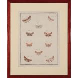 Six Antique Prints of Butterflies , 6 hand-colored engravings on paper, sights 11 in. x 8 in. to