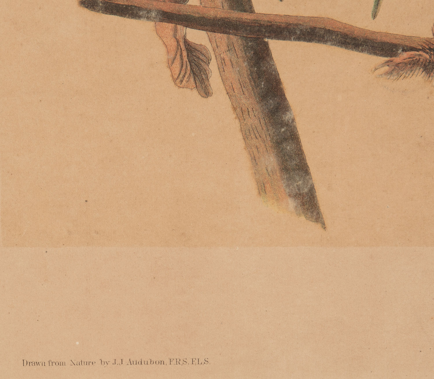 John James Audubon (American, 1785-1851) , "Carolina Parrot", chromolithograph, Plate 278, from - Image 3 of 4