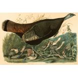 John James Audubon (American, 1785-1851) , "Wild Turkey", 1971-72, photolithograph, Plate 6, from