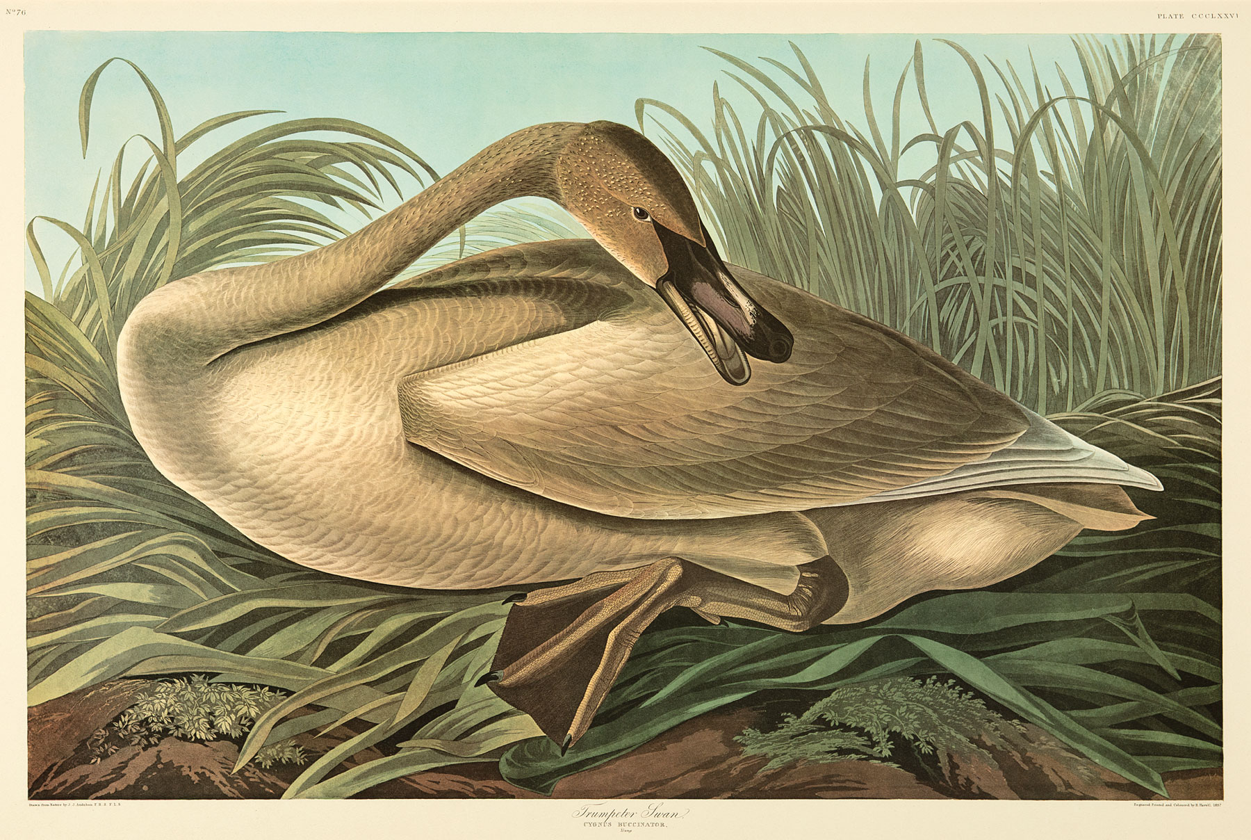 John James Audubon (American, 1785-1851) , "Trumpeter Swan", 1971-72, photolithograph, Plate 376,