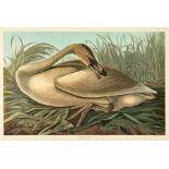John James Audubon (American, 1785-1851) , "Trumpeter Swan", 1971-72, photolithograph, Plate 376,