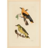 Prideaux John Selby (British, 1788-1867) , "Cross Bills", "Pine Bullfinches", "Orioles" and "
