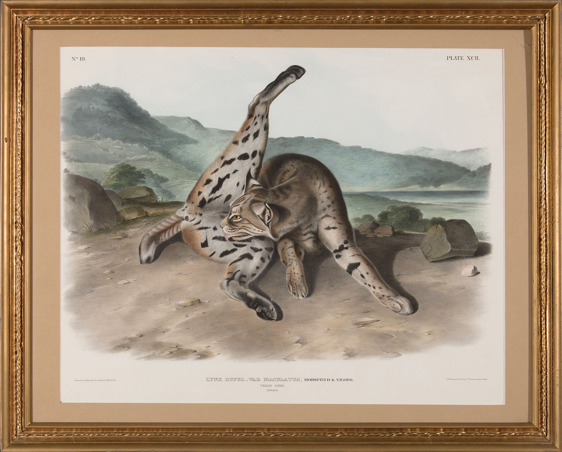John James Audubon (American, 1785-1851) , "Texan Lynx", hand-colored lithograph, Plate 92, from The