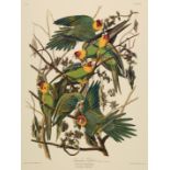 John James Audubon (American, 1785-1851) , "Carolina Parrot", color reproduction, Plate 26, from The