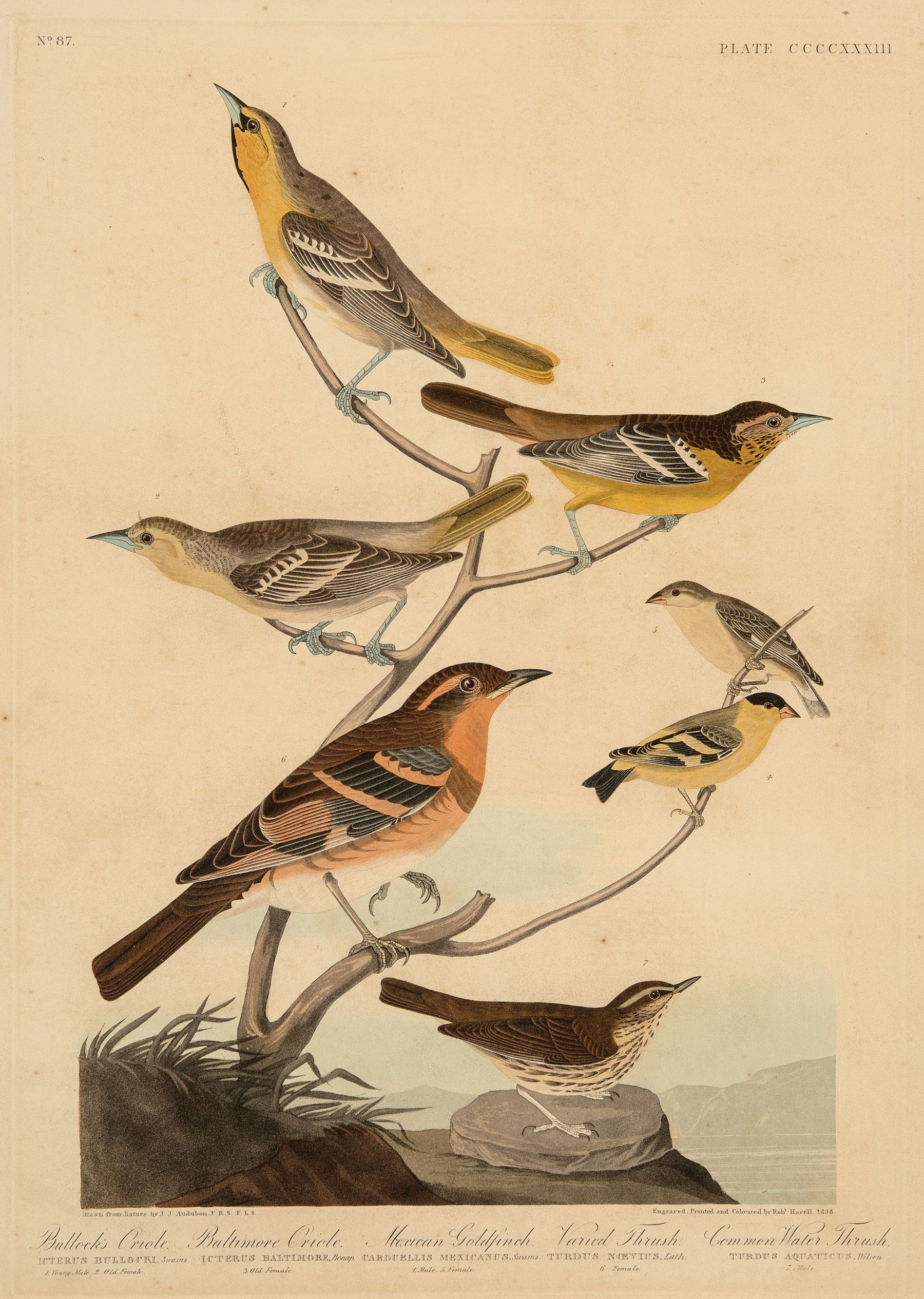 John James Audubon (American, 1785-1851) , "Bullock's Oriole, Baltimore Oriole, Mexican Goldfinch,