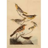 John James Audubon (American, 1785-1851) , "Bullock's Oriole, Baltimore Oriole, Mexican Goldfinch,