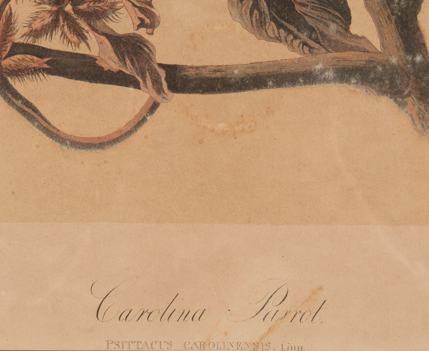 John James Audubon (American, 1785-1851) , "Carolina Parrot", chromolithograph, Plate 278, from - Image 2 of 4