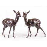 Pair of Bronze Fawns , h. 26 in., w. 24 in., d. 7 in. each . Provenance: Estates of George and